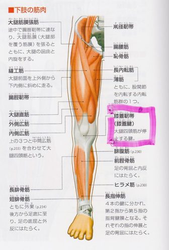 膝の下が痛いんです そんなときに考えられる痛みの原因とは 思い通りに動ける身体作り専門トレーナー村松佑一のofficial Website