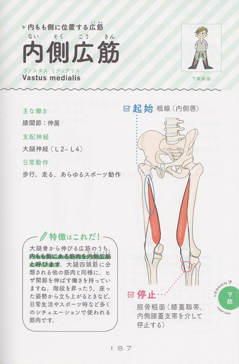 90 の人がやっている間違ったレッグエクステンションのやり方 思い通りに動ける身体作り専門トレーナー村松佑一のofficial Website